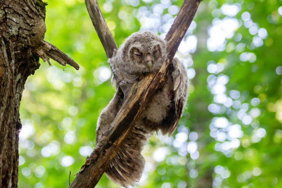 Заказник Выгонощанское 17.jpg