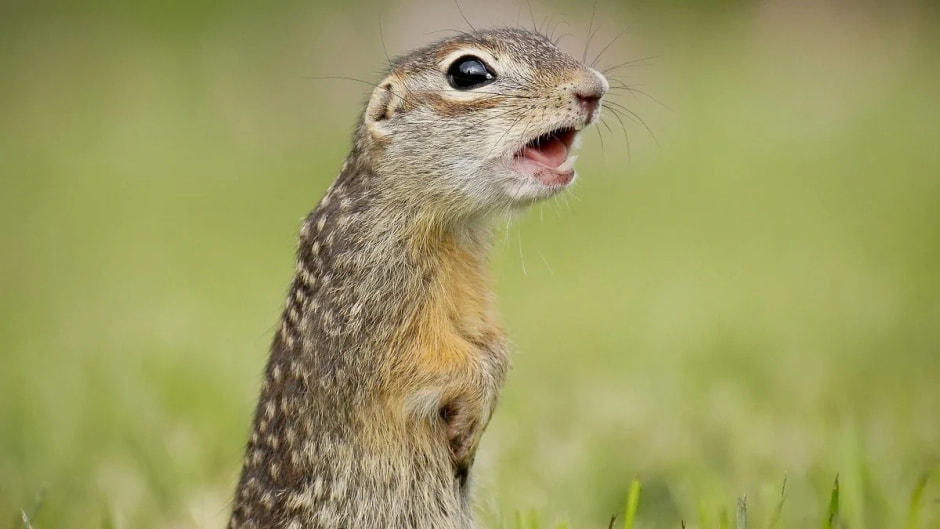 Крапчатый суслик 10.jpg