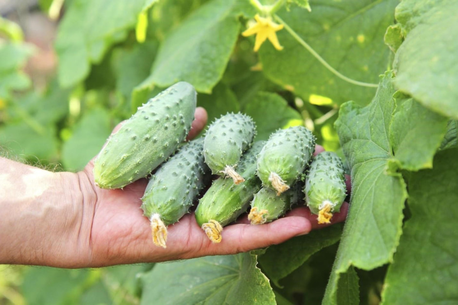 Как ухаживать за огурцами 6.jpg