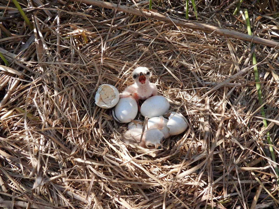 Болотный лунь 9.jpg