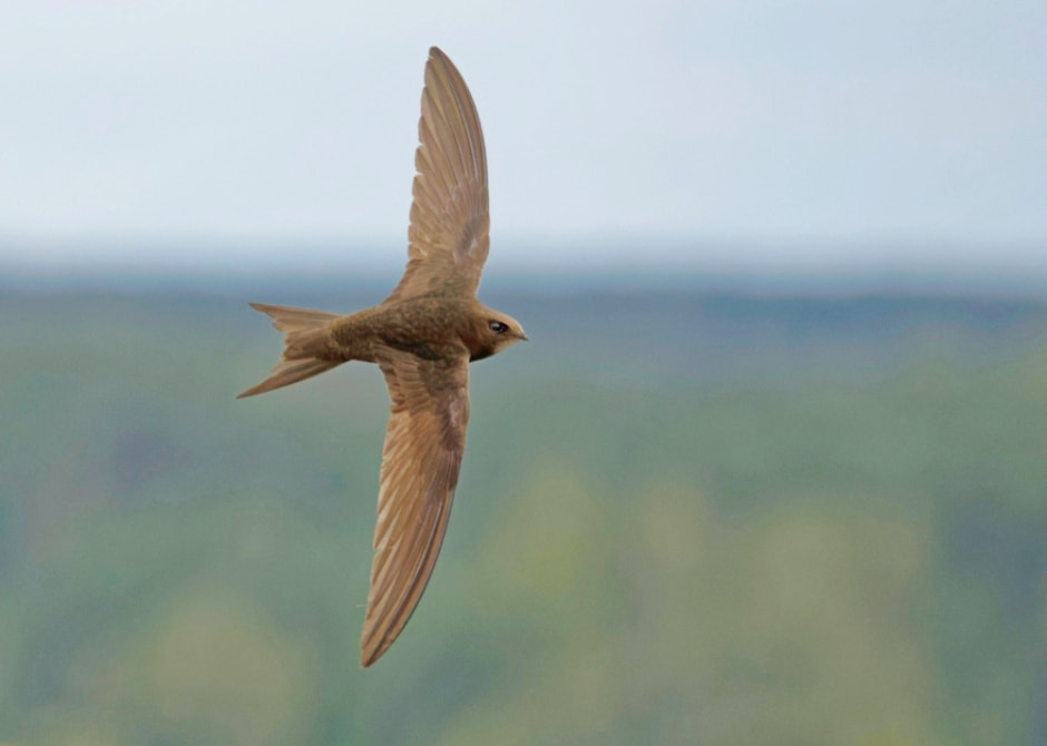 Миграция белорусских птиц 9.jpg