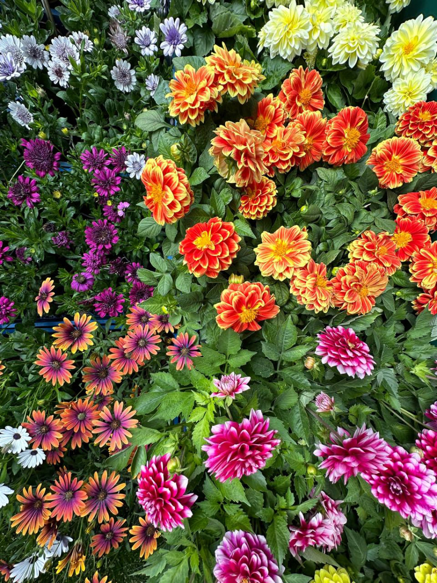 цветы балкон 07.jpg