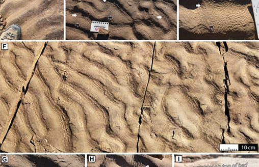 Ученые нашли следы жизни там, где ее не должно быть – на глубине темного древнего океана