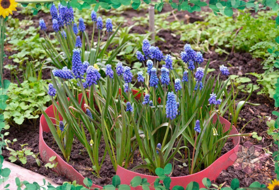 Высаживаем луковичные 6.jpg