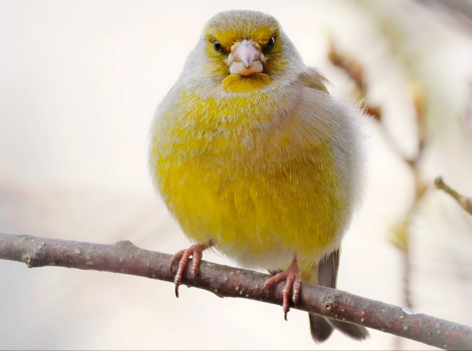 Зимние птицы в городе 3_Зеленушка.jpg
