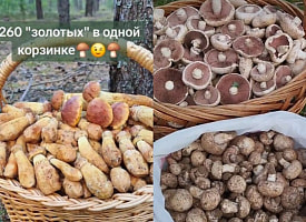 Белоруска собрала 260 золотистых боровиков за раз – а где грибник нашла “шампиньоновый рай”?