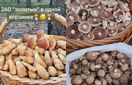 Белоруска собрала 260 золотистых боровиков за раз – а где грибник нашла “шампиньоновый рай”?