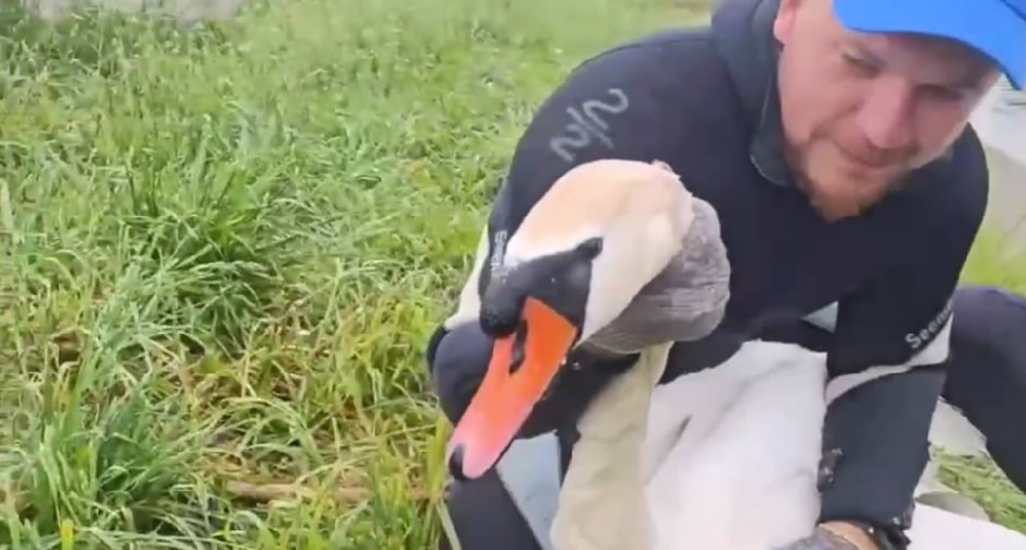 Спасение лебедя фото.jpg