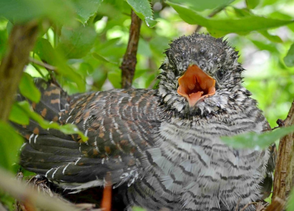 Зачем кукушка подрасывает яйца 7.jpg