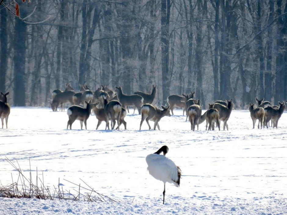 Пятнистый олень 11.jpg