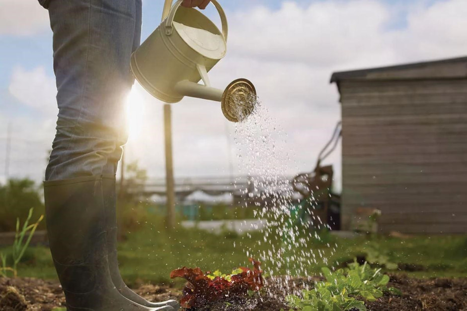 Как поливать растения в жару 1.jpg