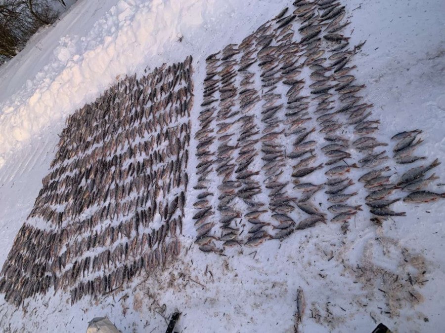 незаконный улов рыбы под Кличевом