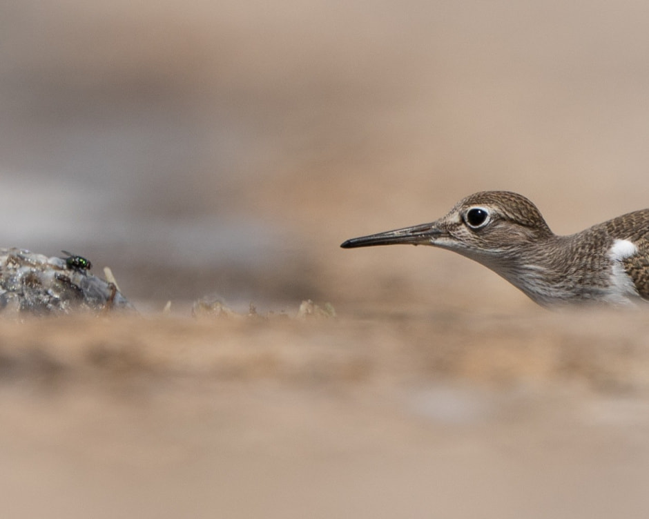 Финалисты конкурса Дикая природа Беларуси-2024 5.jpg