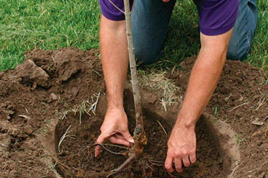 Готовим дачный участок к зиме 6.jpg