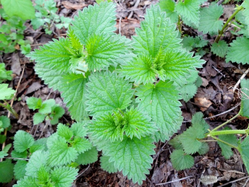 Крапива Крапива