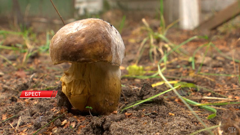 Новый гриб 2.jpg