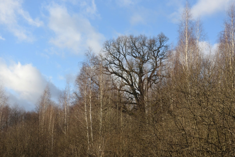 Как бортник спасает на Полесье черных пчел 12.jpg