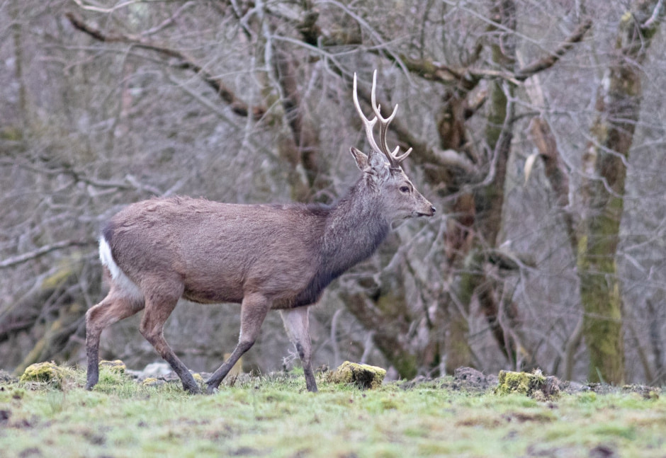 Пятнистый олень 3.jpg