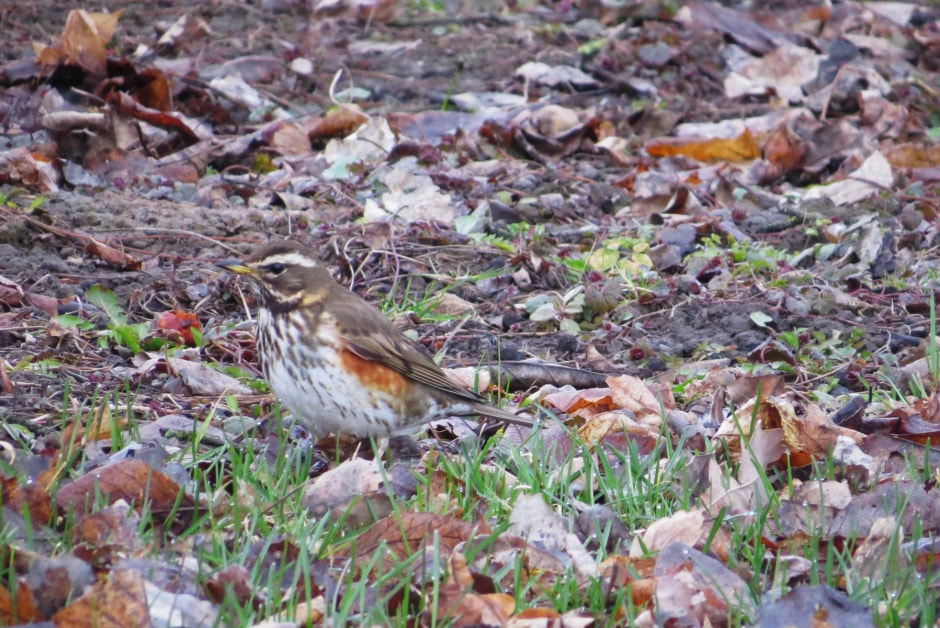 дрозд белобровик.jpg