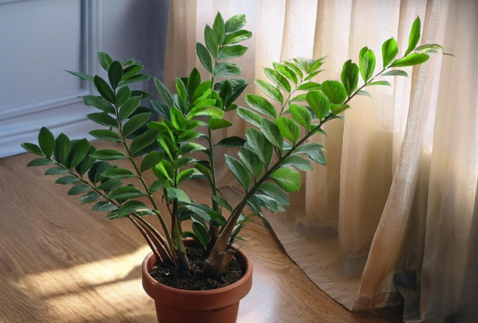 замиокулькас