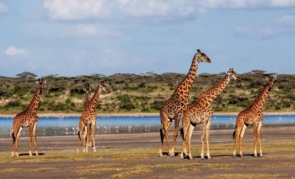 жирафы жирафы