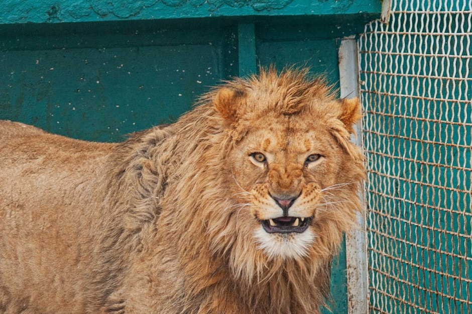 Юрий Карпилович и его зоопарк в Подгае 19.jpg