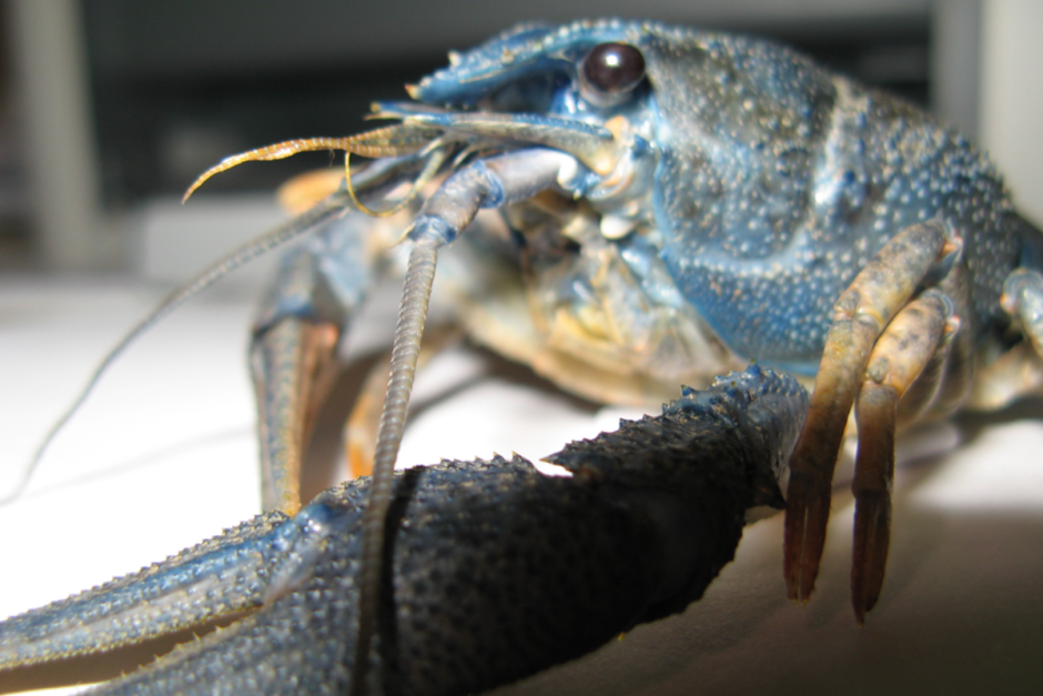 Речные раки 6.png