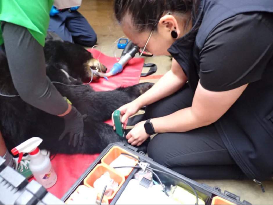 осмотр медведя ветеринарами