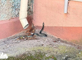 В Гродно возле дома заметили метровую змею