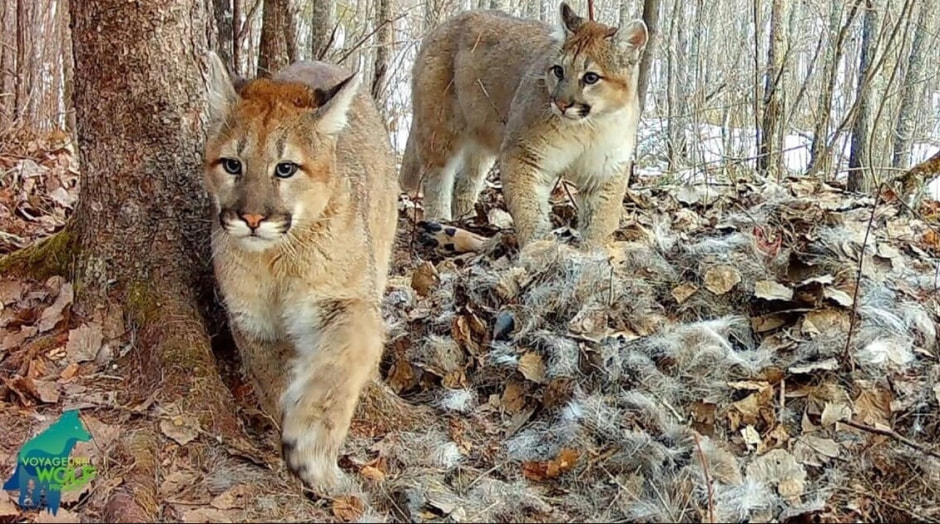 котята пумы