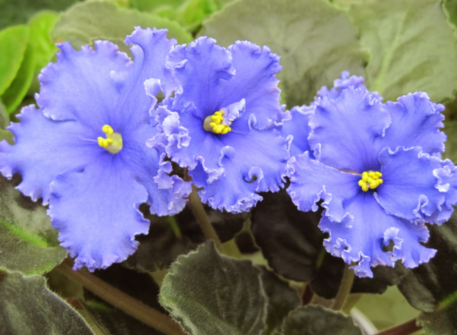 голубая фиалка цветы.png