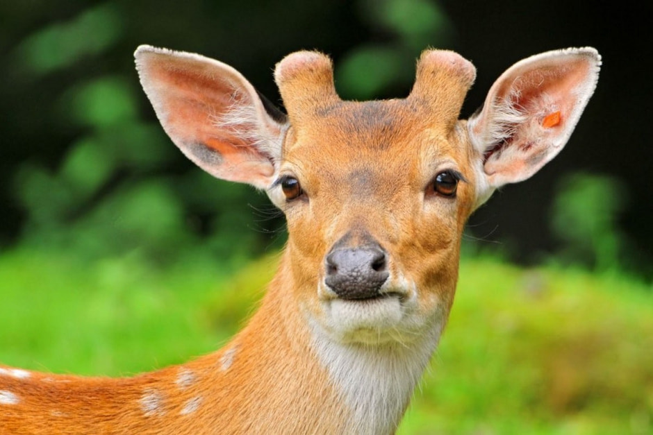 9-Пятнистый олень без рогов.jpg