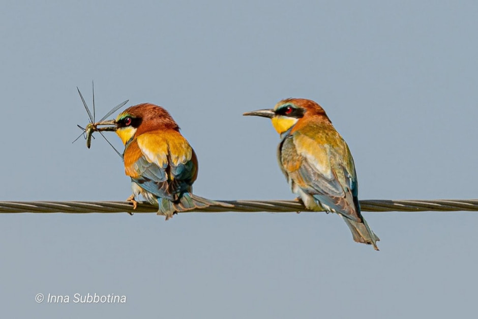 Золотистая щурка 9.jpg