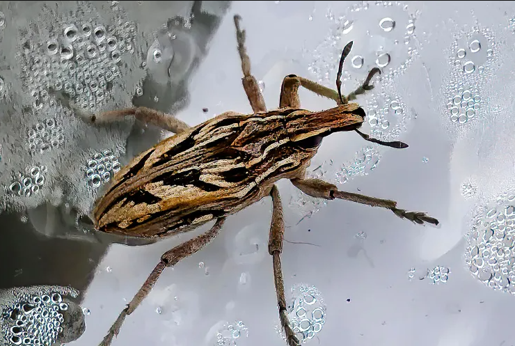 Поцелуйный клоп