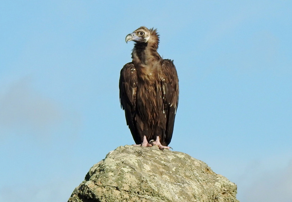 Черный гриф.jpeg