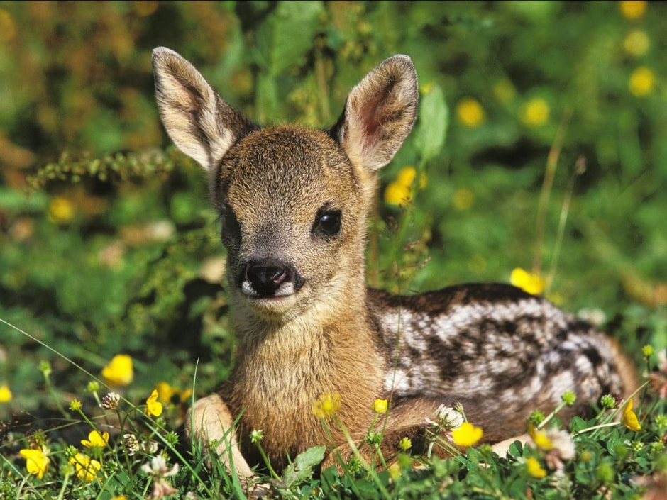 Европейская косуля в Беларуси 6.jpg