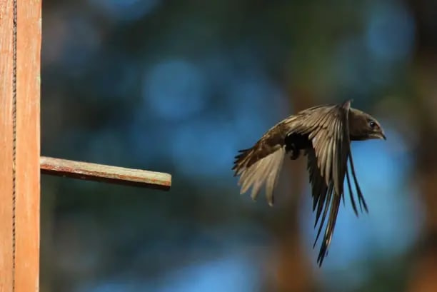 черный стриж