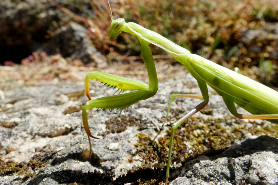 Где зимуют насекомые 14.png