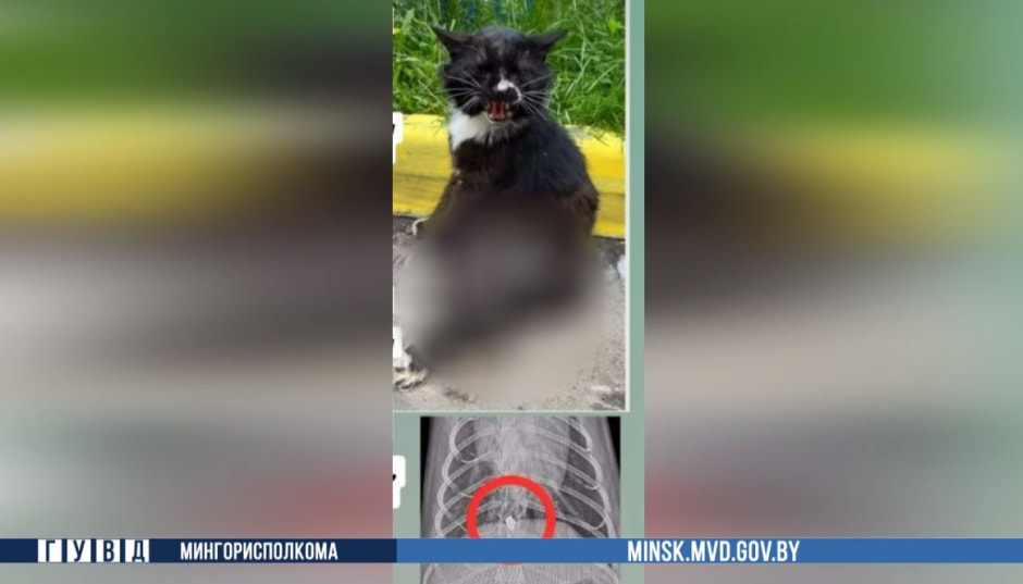 Стрелял по котам.jpg