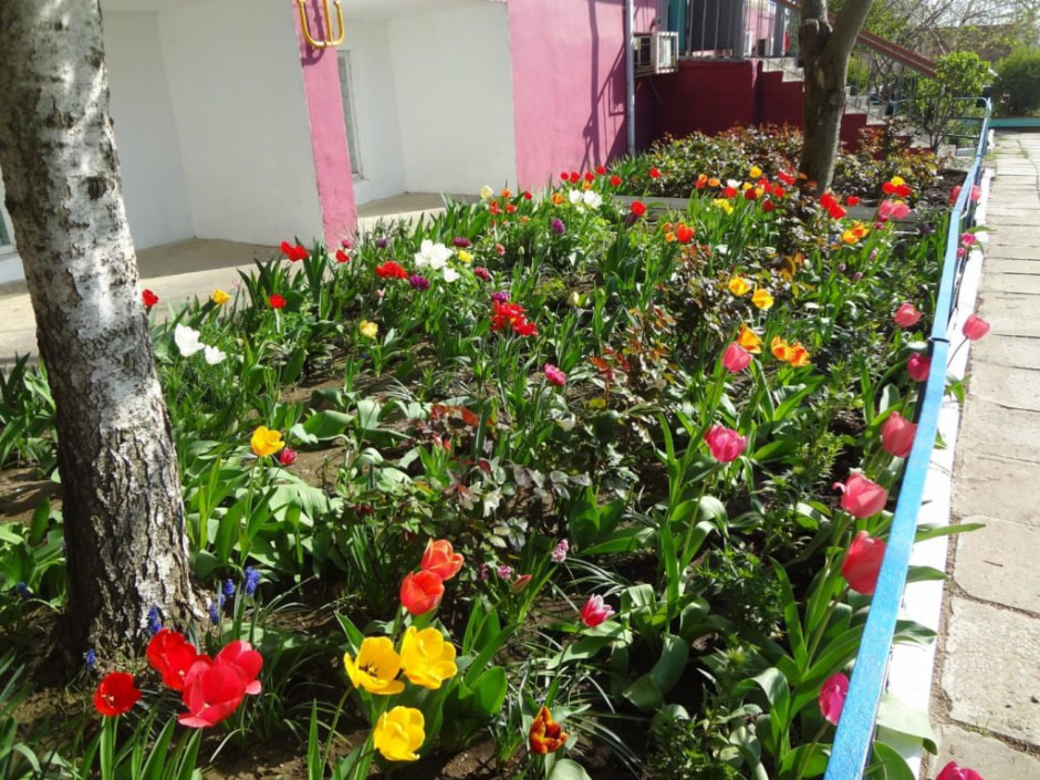 Цветы возле подъезда.jpg Цветы возле подъезда.jpg