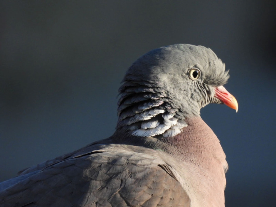 Сергей Резов и бердвотчинг 11.jpg
