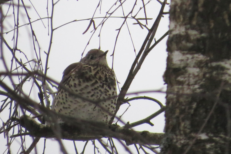 дрозд деряба.jpg