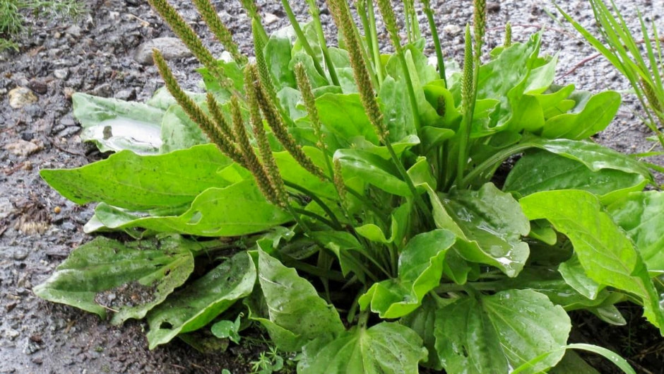 Чем наши предки лечили раны 3.jpg