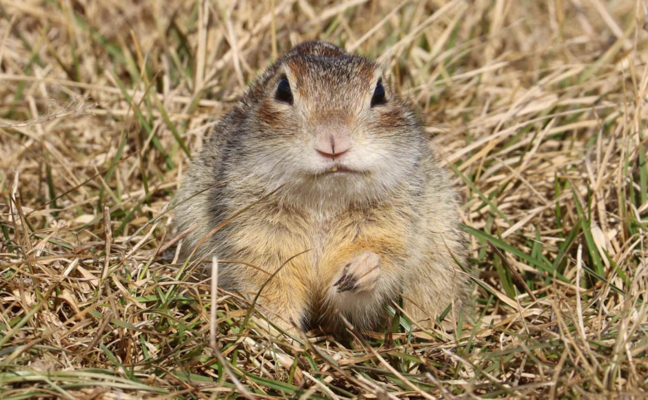 суслик новый.jpg