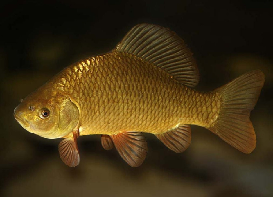 Золотой карась 