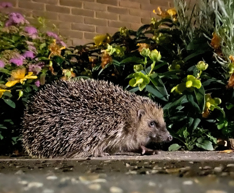 Мифы про ежей 10.jpg