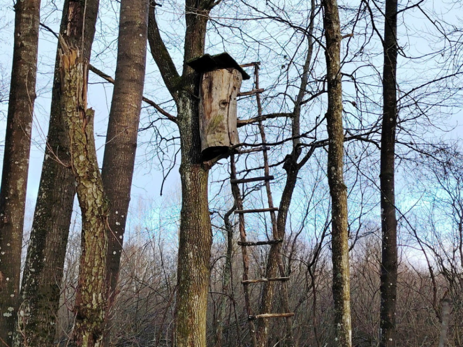 Как бортник спасает на Полесье черных пчел 15.jpg