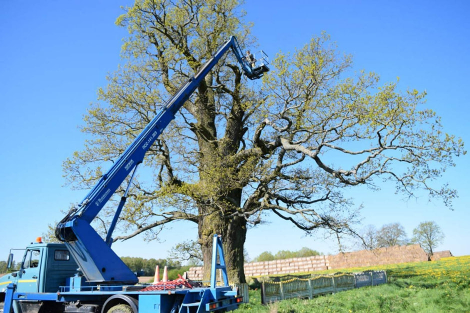 Несвижский замок и окрестности 26_Дуб Якуб.jpg