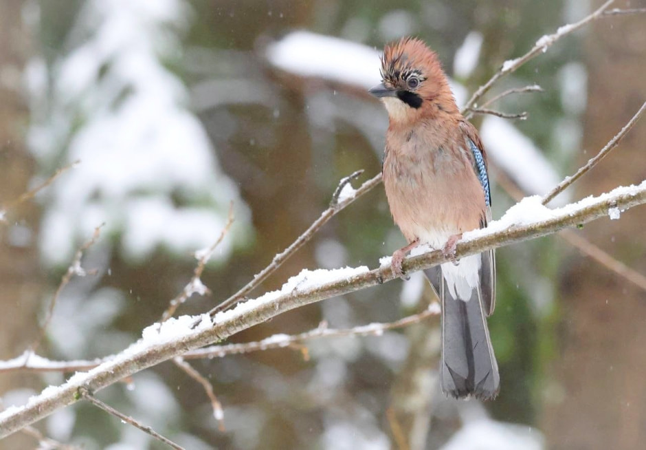 Зимние птицы в городе 15_Сойка.jpg