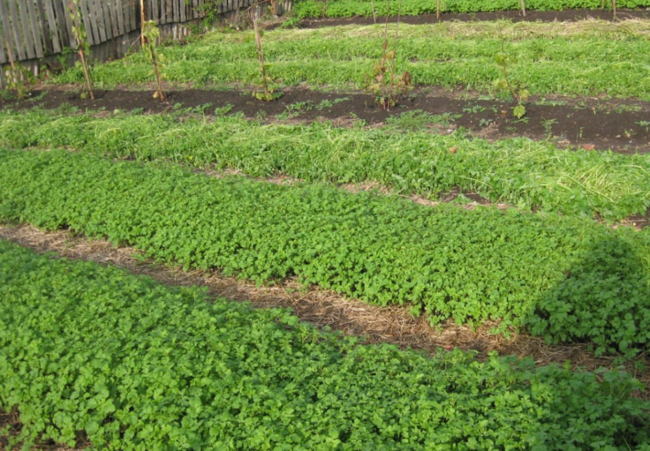 Что делать с грядками после окончания дачного сезона 6-1.jpg